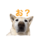 ここあなきもち（個別スタンプ：1）