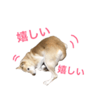 ここあなきもち（個別スタンプ：2）