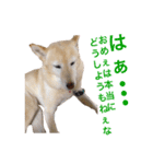 ここあなきもち（個別スタンプ：6）