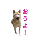 ここあなきもち（個別スタンプ：7）