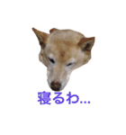 ここあなきもち（個別スタンプ：9）