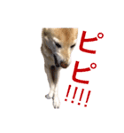 ここあなきもち（個別スタンプ：14）