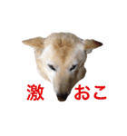 ここあなきもち（個別スタンプ：15）