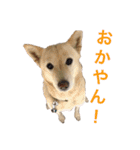 ここあなきもち（個別スタンプ：17）