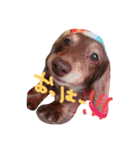 Mfamily  2（個別スタンプ：2）