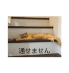 はっちゃん  スタンプ（個別スタンプ：1）