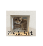 はっちゃん  スタンプ（個別スタンプ：6）