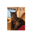 ねこ  ごま（個別スタンプ：1）