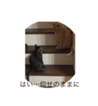 ねこ  ごま（個別スタンプ：2）