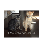 ねこ  ごま（個別スタンプ：3）