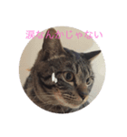 ねこ  ごま（個別スタンプ：4）