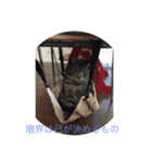ねこ  ごま（個別スタンプ：5）