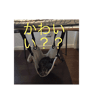 ねこ  ごま（個別スタンプ：6）