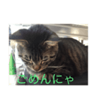 ねこ  ごま（個別スタンプ：7）