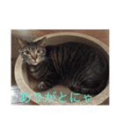 ねこ  ごま（個別スタンプ：8）