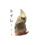 オカメインコ すたんぷ（個別スタンプ：5）