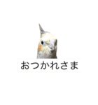 オカメインコ すたんぷ（個別スタンプ：10）