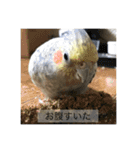 オカメインコ すたんぷ（個別スタンプ：15）