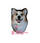 Big ear boys Rick and Tia（個別スタンプ：15）