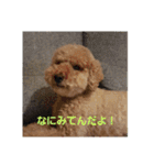 砂子家のちっぷ（個別スタンプ：5）