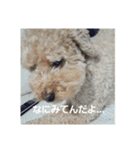 砂子家のちっぷ（個別スタンプ：13）
