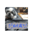 工藤家の犬との暮らし（個別スタンプ：14）