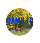 PHOTO GENIC -  stamps（個別スタンプ：11）