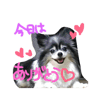 愛犬れんちゃんの日常3（個別スタンプ：14）