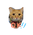ハロー みるくここあ（個別スタンプ：1）