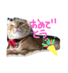 ハロー みるくここあ（個別スタンプ：3）