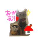 ハロー みるくここあ（個別スタンプ：8）
