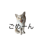 話す猫（個別スタンプ：1）