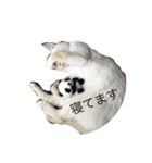 話す猫（個別スタンプ：3）