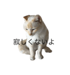 話す猫（個別スタンプ：5）