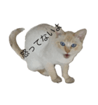 話す猫（個別スタンプ：6）