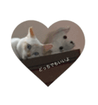 話す猫（個別スタンプ：8）