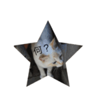 話す猫（個別スタンプ：9）