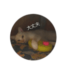 話す猫（個別スタンプ：10）