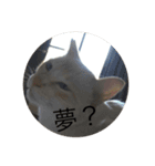 話す猫（個別スタンプ：14）