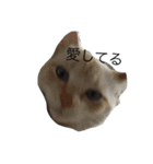 話す猫（個別スタンプ：15）