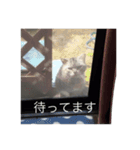 話す猫（個別スタンプ：16）
