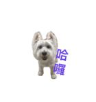 Xiao Wei is a cute dog（個別スタンプ：1）