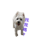 Xiao Wei is a cute dog（個別スタンプ：2）