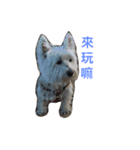 Xiao Wei is a cute dog（個別スタンプ：4）