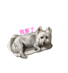 Xiao Wei is a cute dog（個別スタンプ：5）