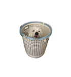 Xiao Wei is a cute dog（個別スタンプ：7）