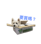 Xiao Wei is a cute dog（個別スタンプ：9）