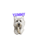 Xiao Wei is a cute dog（個別スタンプ：10）