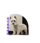 Xiao Wei is a cute dog（個別スタンプ：11）