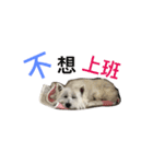 Xiao Wei is a cute dog（個別スタンプ：13）